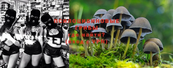 дмт Богданович